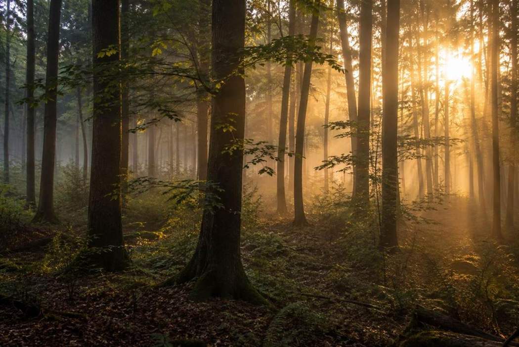 Sonnenlicht im Wald